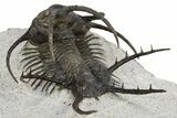 Spiny Ceratarges Trilobite - Huge For Species #310131-5